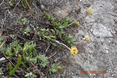 Syncarpha speciosissima