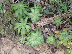 Crassula orbicularis
