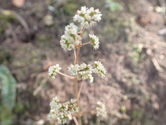 Crassula orbicularis