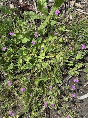 Erodium malacoides