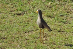 Vanellus senegallus