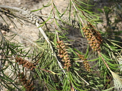 Melaleuca pachyphylla