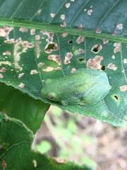 Sphaenorhynchus planicola