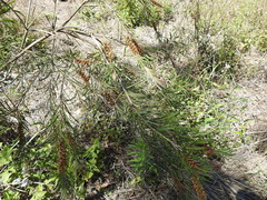 Melaleuca pachyphylla