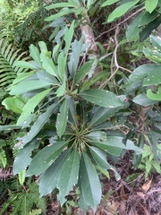 Daphniphyllum oldhami