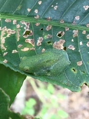 Sphaenorhynchus planicola