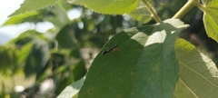 Odontomantis