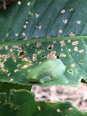 Sphaenorhynchus planicola