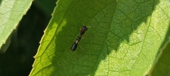 Odontomantis