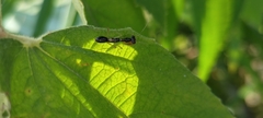 Odontomantis
