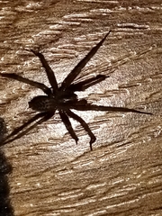 Tegenaria domestica