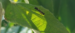 Odontomantis