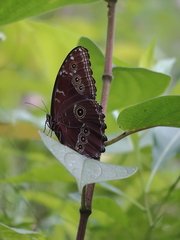 Morpho