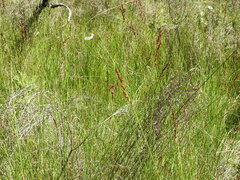 Machaerina teretifolia