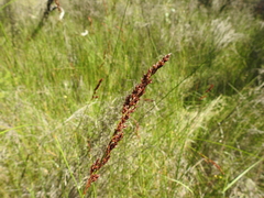 Machaerina teretifolia