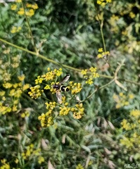 Chrysotoxum bicinctum