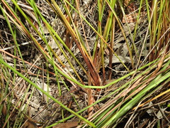 Machaerina teretifolia