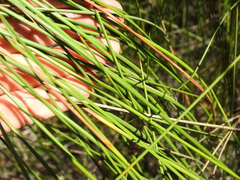 Machaerina teretifolia