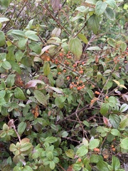Viburnum luzonicum