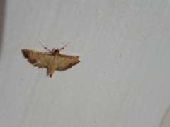 Spilomelini