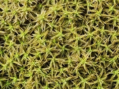 Tortella squarrosa