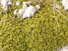 Tortella squarrosa