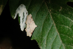 Prolophota trigonifera