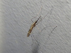 Anopheles punctipennis