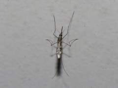 Anopheles punctipennis