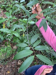Anodendron