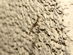 Anopheles punctipennis