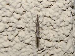 Anopheles punctipennis