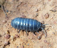 Armadillidiidae