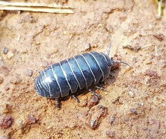Armadillidiidae
