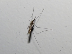 Anopheles punctipennis
