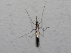Anopheles punctipennis