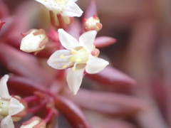 Crassula expansa