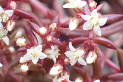 Crassula expansa