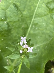 Sherardia arvensis
