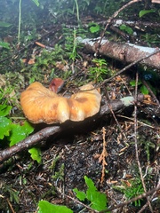 Turbinellus kauffmanii