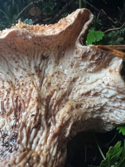 Turbinellus kauffmanii