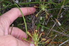 Drosera glabripes