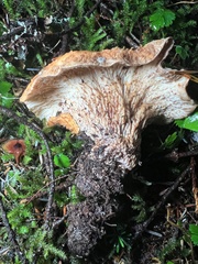 Turbinellus kauffmanii