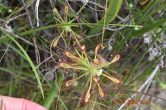 Drosera glabripes
