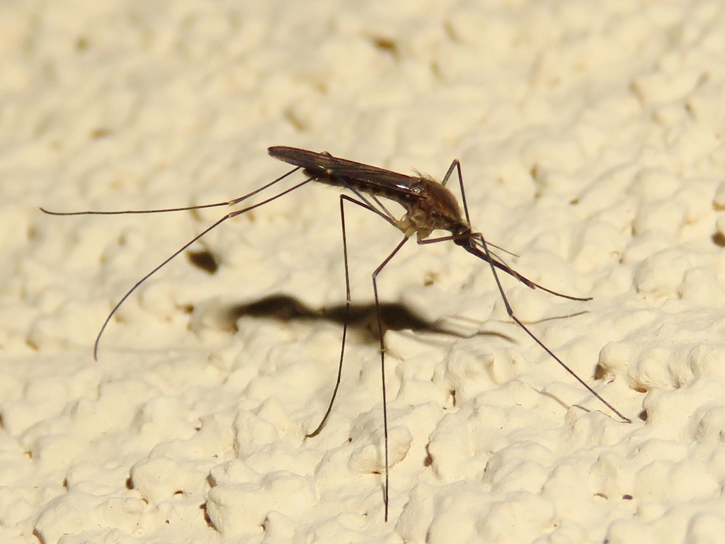 North American Malaria Mosquito
