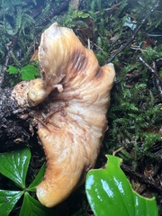 Turbinellus kauffmanii