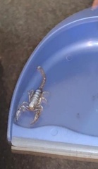 Opistophthalmus
