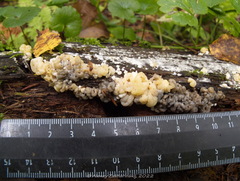Nodulisporium cecidiogenes