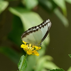 Appias lyncida eleonora