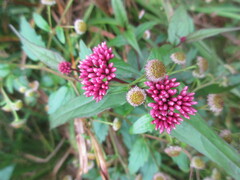 Eupatorium shimadae